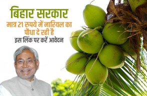 Bihar government is giving subsidy, buy Coconut plants for just ₹21, apply immediately on this Link